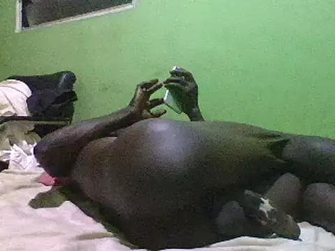 blakkvirus online show from 15, 12, 2024