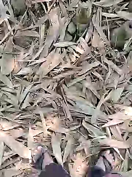 Snapshot of ThethunderPo chatting on 21, 2, 2025 ThethunderPo online show from 21, 2, 2025