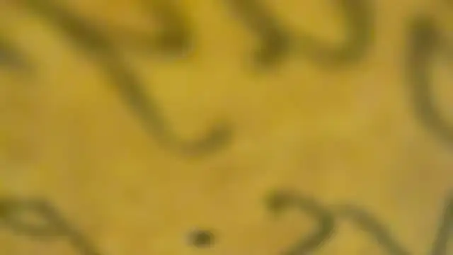 fmodel online show from 3, 1, 2025