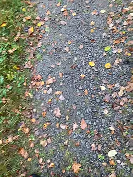 Snapshot of hamstergrabben chatting on 24, 10, 2025 hamstergrabben online show from 24, 10, 2025