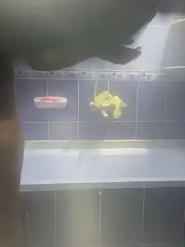 Snapshot of Arabien_Pharaoh- chatting on 12, 2, 2025 Arabien Pharaoh- online show from 12, 2, 2025