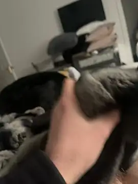 Snapshot of Furdale chatting on 16, 2, 2025 Furdale online show from 16, 2, 2025