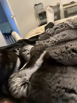 Furdale online show from 12, 2, 2026