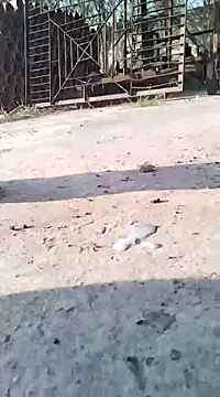 Pitercom online show from 9, 3, 2025