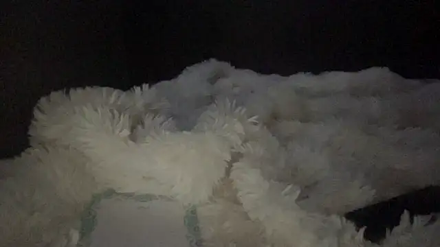 lyna sweet online show from 16, 4, 2026