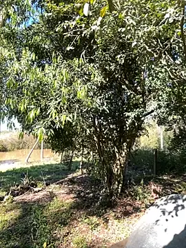 AliceStone19 online show from 10, 9, 2025