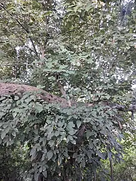 Rinku5553 online show from 30, 10, 2025