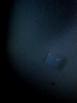 yellowwetfox online show from 29, 3, 2026