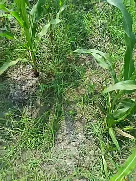 kummuduabbai online show from 19, 3, 2026