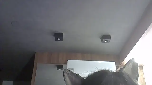 Snapshot of Skinny-Kitten chatting on 11, 2, 2026 Skinny-Kitten online show from 11, 2, 2026