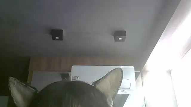 Skinny-Kitten online show from 9, 7, 2026