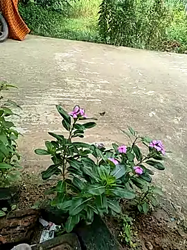 Snapshot of COUPLLE_VILLAGE chatting on 19, 9, 2025 COUPLLE VILLAGE online show from 19, 9, 2025